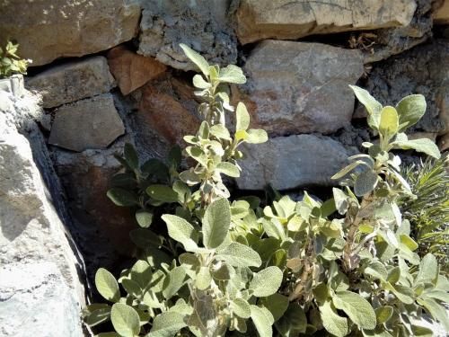 صورة الفندق 9