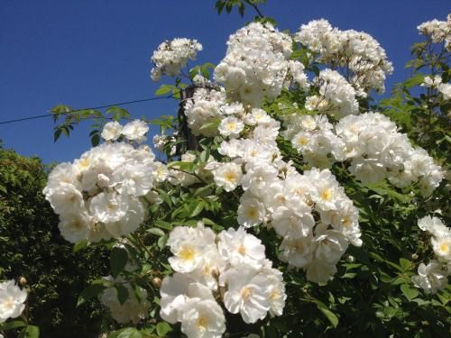 صورة الفندق 9