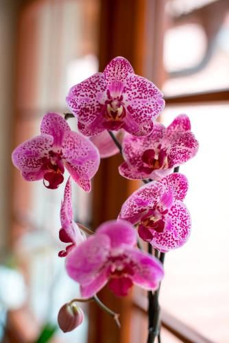 صورة الفندق 15