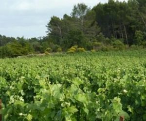 Les Vignes de Terrisse Entrecasteaux France