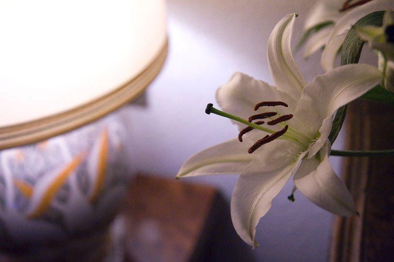 صورة الفندق 17