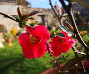 Zia Chiarina Burcei Italy