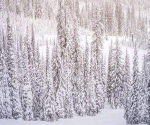 Mountain Queen #1 Aspen United States