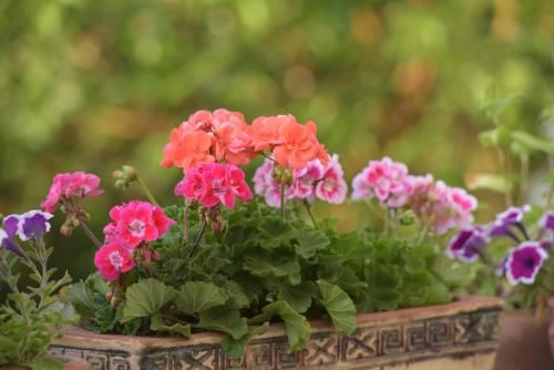 صورة الفندق 18