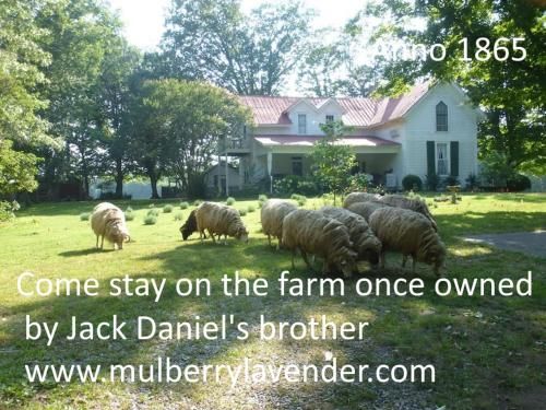 Photo of Mulberry Lavender Farm and B&B