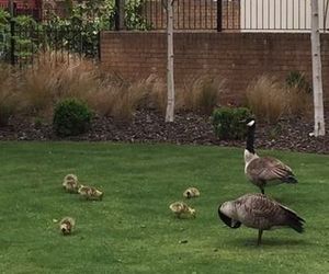 The Ducklings York United Kingdom