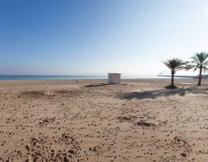 Pebrella Platja de Gandia Spain