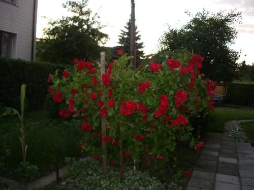 صورة الفندق 4