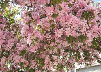 صورة الفندق 13