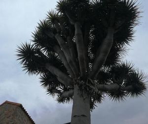 Casa El Drago Las Palmas de Gran Canaria Spain