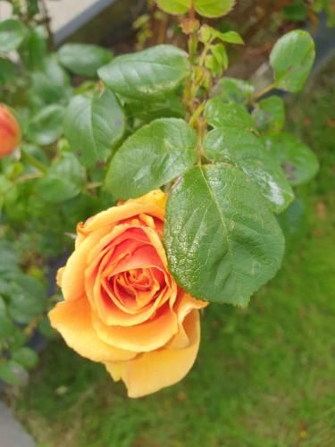 صورة الفندق 18