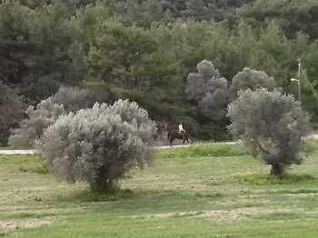 صورة الفندق 16