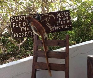 Red Monkey Beach Lodge Paje Tanzania