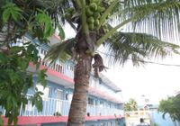 Отзывы Blue Coconut Cancun