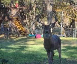 Park-Like Backyard On 1 Acre San Antonio United States