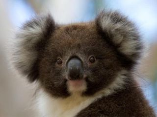 Фото отеля Bimbi Park - Camping Under Koalas