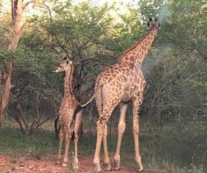 Migrate Bush Chalets Marloth Park South Africa