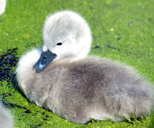 Kyrenia. RiX. Lucky Ducky. 2-bedrooms Cyprus Island Northern Cyprus