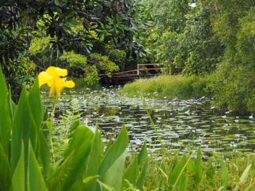 Lilypad Luxury Cabins