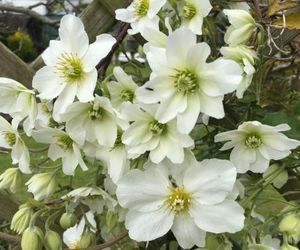 Clematis House Gloucester Road Cheltenham United Kingdom