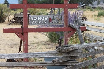 Photo of No Mow Acres