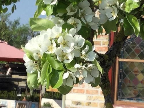 صورة الفندق 21