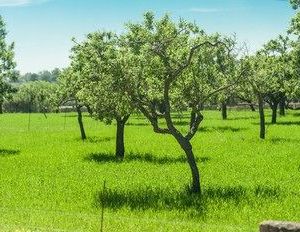 Pla Den Cosset Capdepera Spain