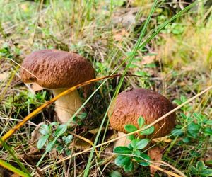 Pokoje gościnne EWELA Leba Poland