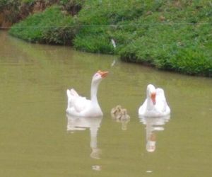 Sitio rio ferro Siriu Brazil