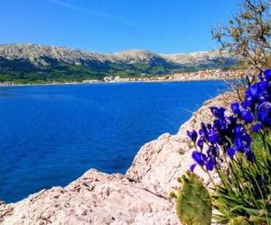 Lavender Baska Croatia