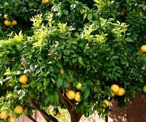 LEMON TREE Trogir Croatia