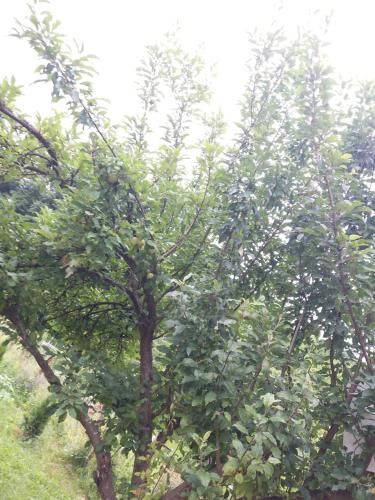 صورة الفندق 11