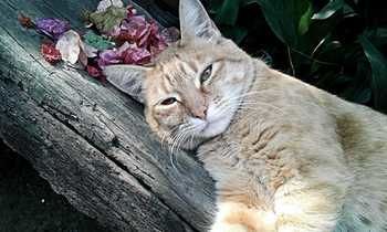 صورة الفندق 13
