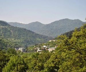 Pine Forest Borjomi Georgia