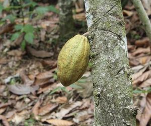 Akwa Ibom Farm Vila Moura Sao Tome And Principe