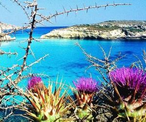 Lampedusa rosamarina Lampedusa Village Italy