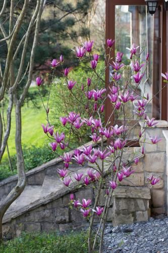 صورة الفندق 24