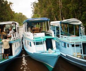 Kelotok Orang Utan 1 Pangkalan Bun Indonesia