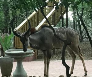 Hyenas Call Marloth Park South Africa