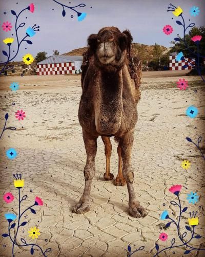 صورة الفندق 5