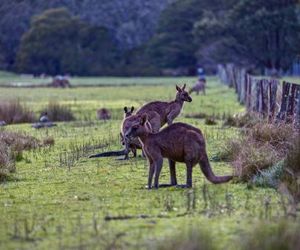 Grampians Villas Halls Gap Australia