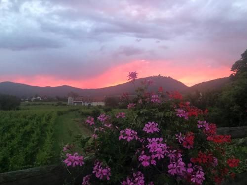 صورة الفندق 8