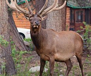 Idlewilde by the River Estes Park United States