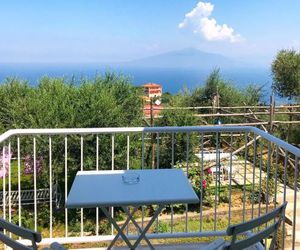 Sorrento Olive Tree Garden Sorrento Italy