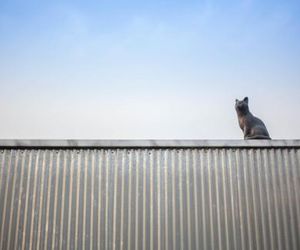 Cat on a hot tin roof Yangyang South Korea