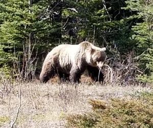 Roche Bonhomme Rustic Suite Jasper Canada