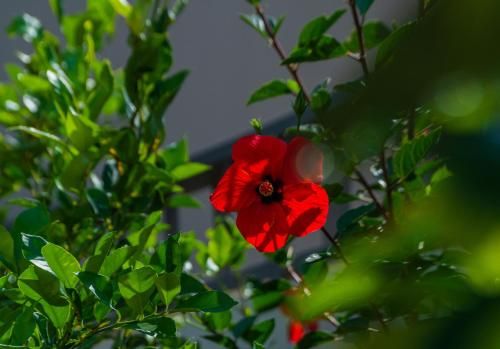 صورة الفندق 19