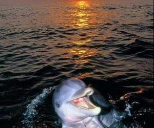 Aspra al delfino bianco Bagheria Italy