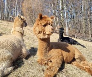 Relax with Alpacas Swieradow Zdroj Poland