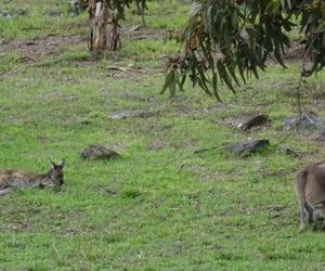 Austiny Bed and Breakfast Victor Harbor Victor Harbor Australia